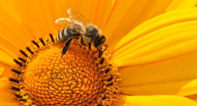 api estinzione pericolo ecosistema
