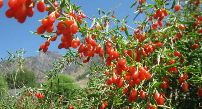 bacche di goji coltivazione