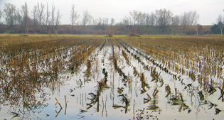 Campo di cereali