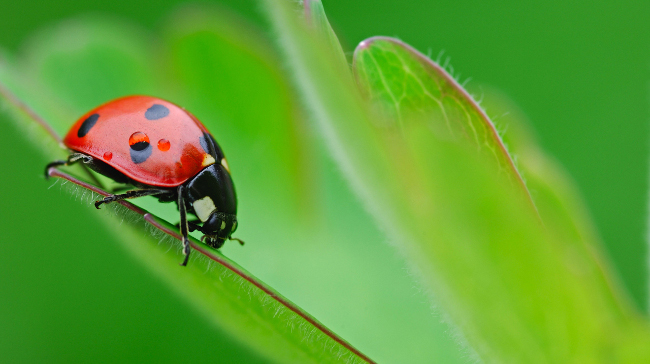 700-864718<br /><br /><br />
© Martin Ruegner</p><br /><br />
<p>Close-Up of Ladybug