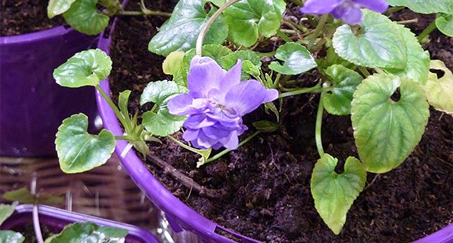 Violetta di Tolosa