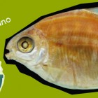 Piranha vegetariano