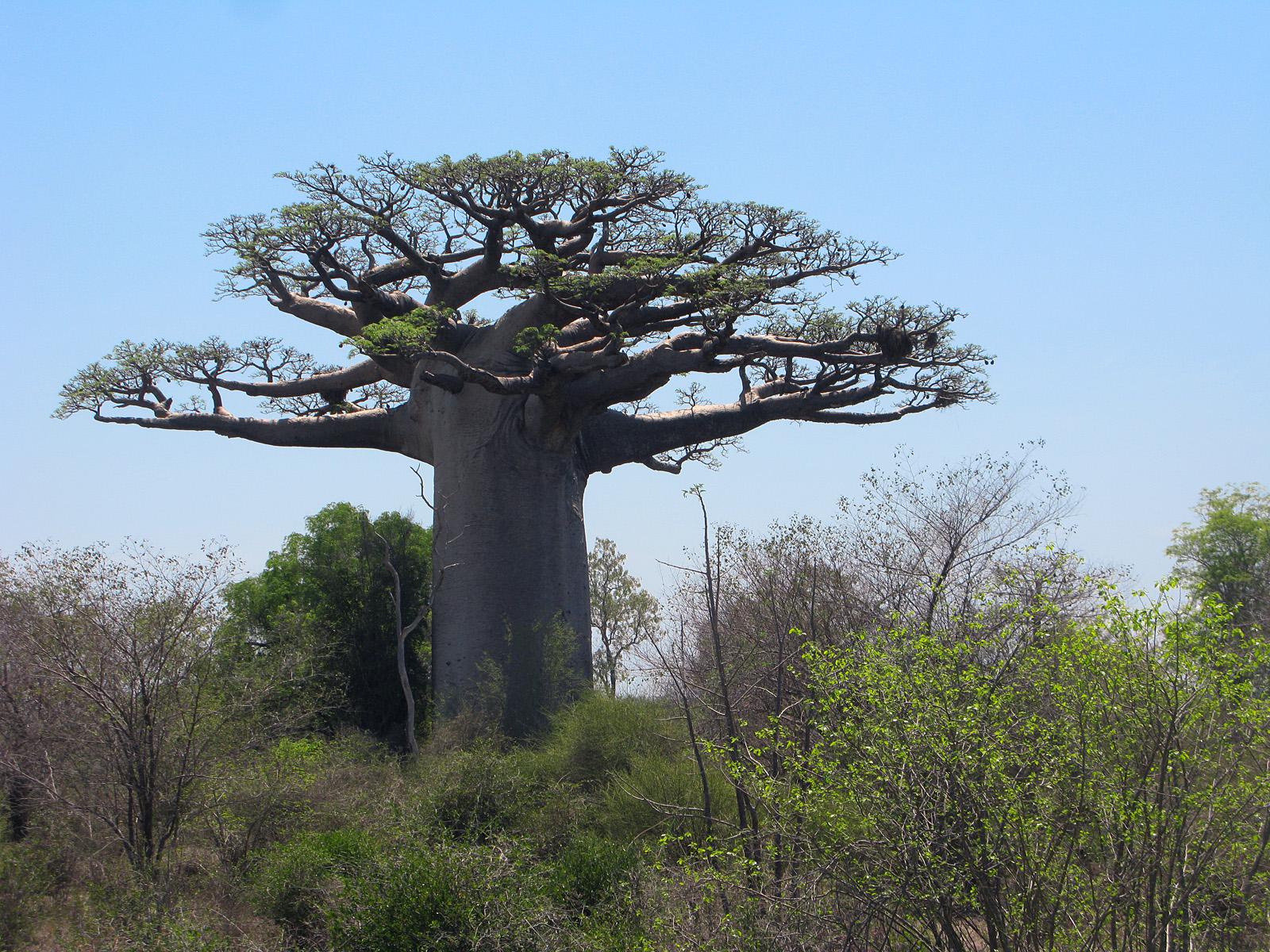 Baobab proprietà e utilizzi della pianta di cui non si butta nulla