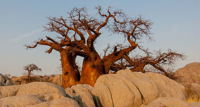 baobab-pianta