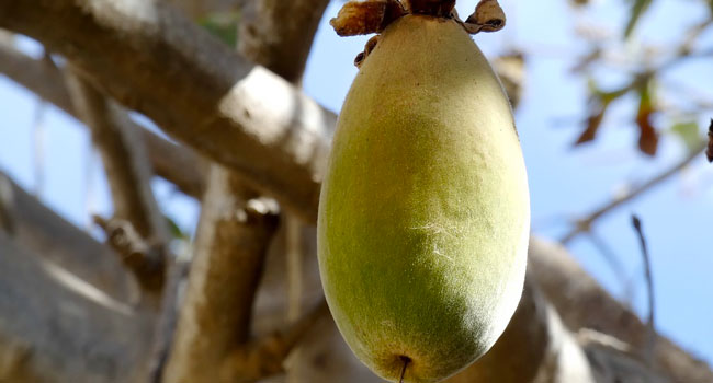 frutto-baobab