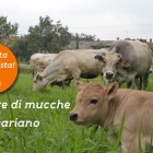 Allevatore vegetariano