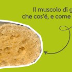 Muscolo di grano