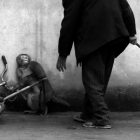 MONKEY TRAINING FOR A CIRCUS