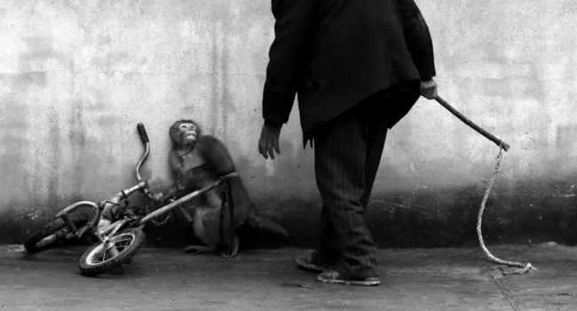 MONKEY TRAINING FOR A CIRCUS