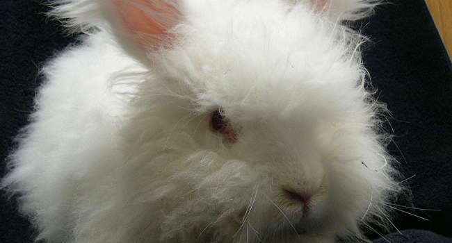 angora