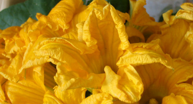 Fiori_Di_Zucca_tagliato