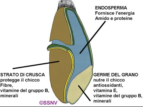 Chicco di grano