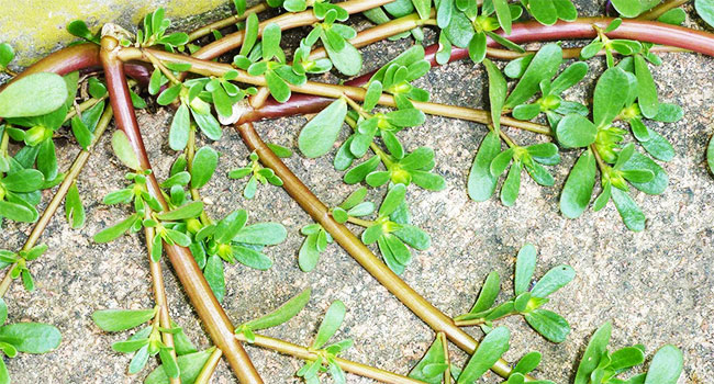 Portulaca Ricette E Proprieta Della Portulaca Commestibile Vegolosi It