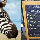 zebraburger