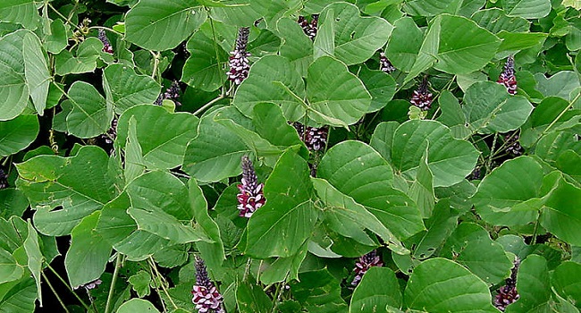 Kuzu o kudzu