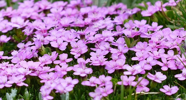 Fiori commestibili: quali sono, dove trovarli e come abbinarli nelle  ricette 