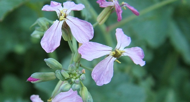 Fiore commestibile - Wikipedia