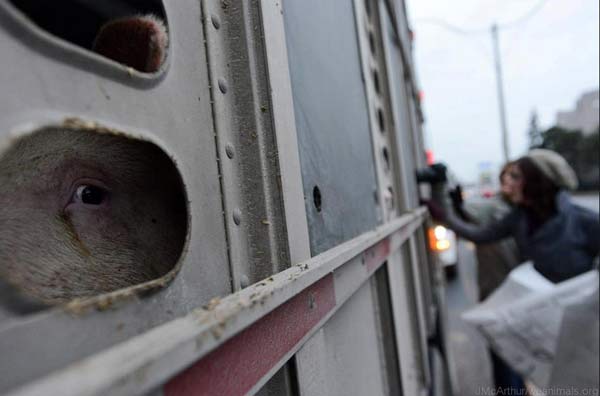 Toronto pig save