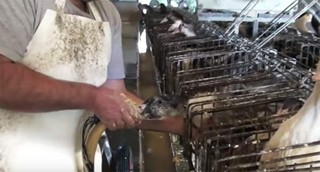 foie gras