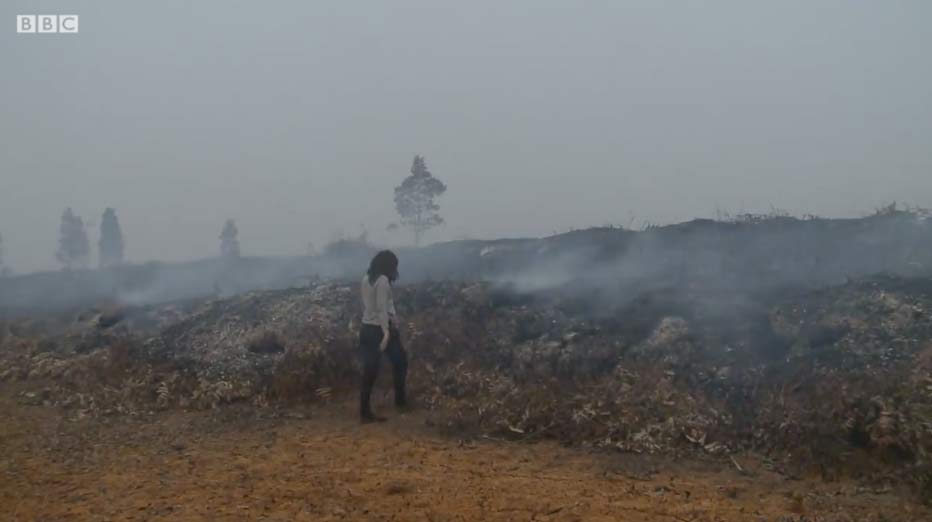 iNCENDI Indonesia Olio di Palma BBC