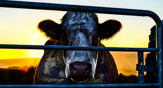 cowspiracy_cow