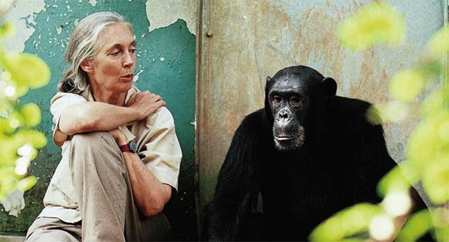 Jane Goodall vegetariana