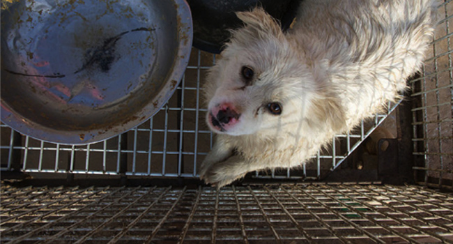 pelliccia-di-cane-e-gatto