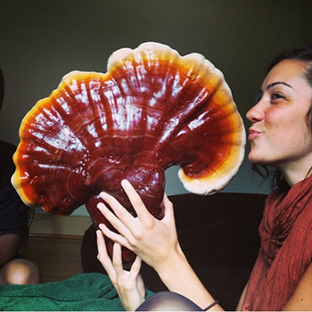 reishi4