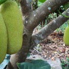 Jackfruits o Giaco