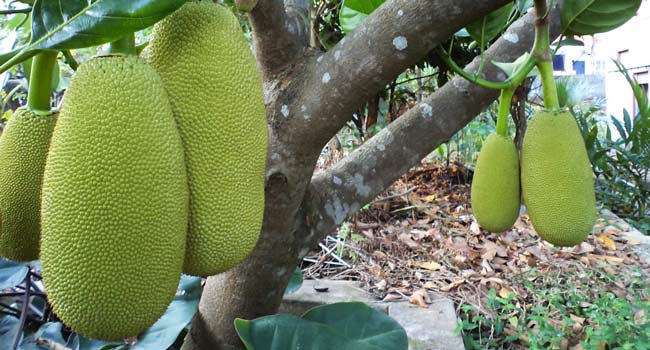 Jackfruits o Giaco