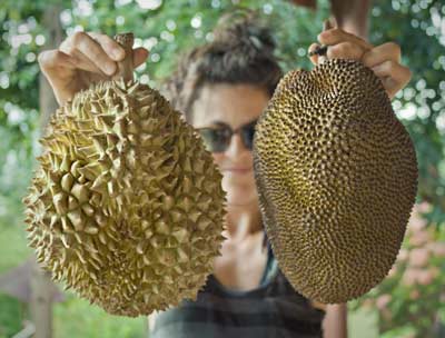 Jackfruit durian