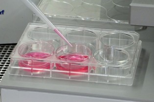 sperimentazione in vitro