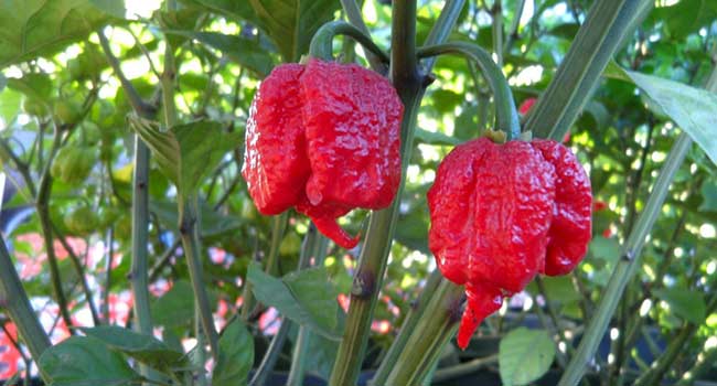 Carolina Reaper