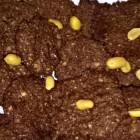 Vegan cookies al burro di arachidi