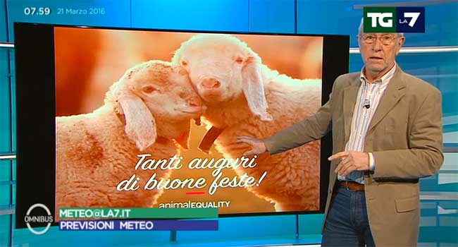 La7 sottocorona agnello