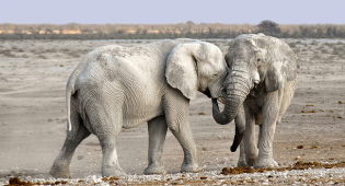 Elefanti traffico avorio