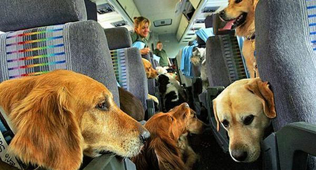 cani-in-aereo-cabina