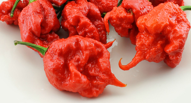 carolina_reaper1