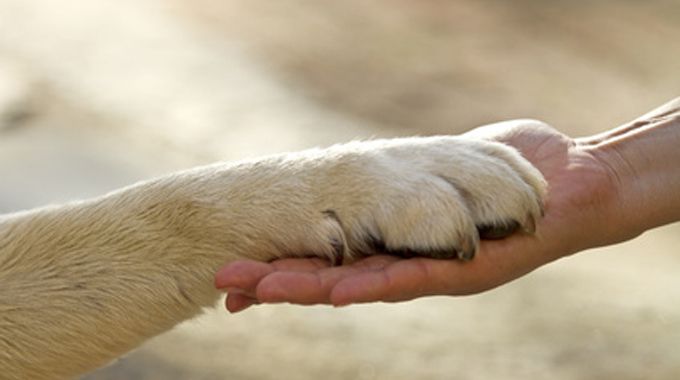 Storia dei diritti animali: da Pitagora a oggi - Vegolosi.it