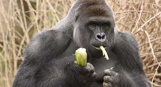 Gorilla-ucciso-zoo-Cincinnati