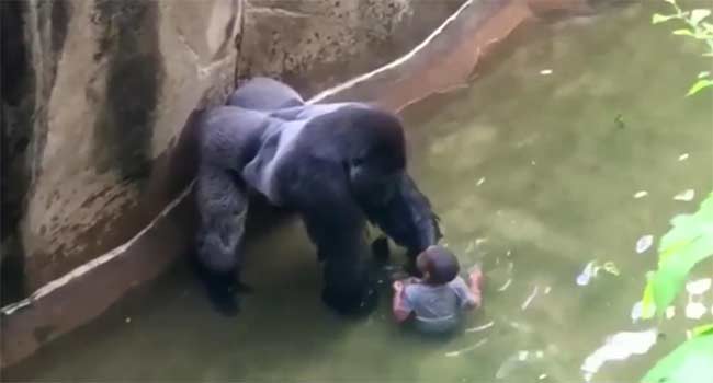 Cincinnati gorilla bambino
