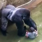 Gorilla bambino zoo