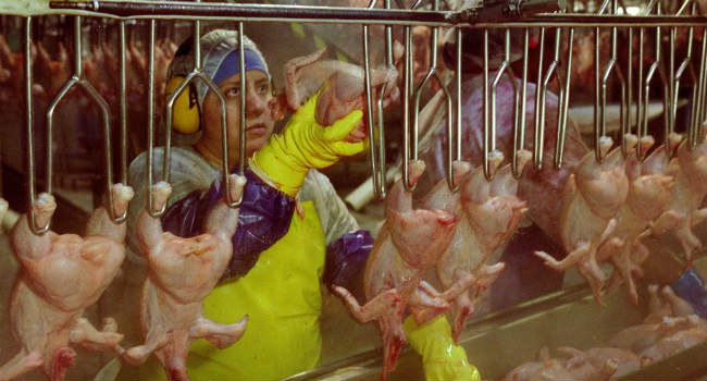 industria pollo diritti lavoratori oxfam