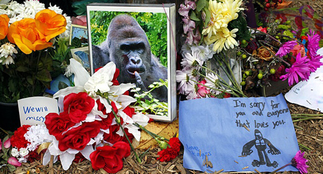 Harambe-memorial-660x350-1465444441