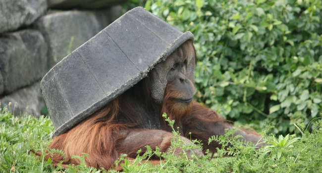 Pongo_abelii_at_the_Philadelphia_Zoo_013