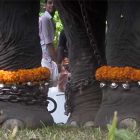 Festival Indiano elefanti