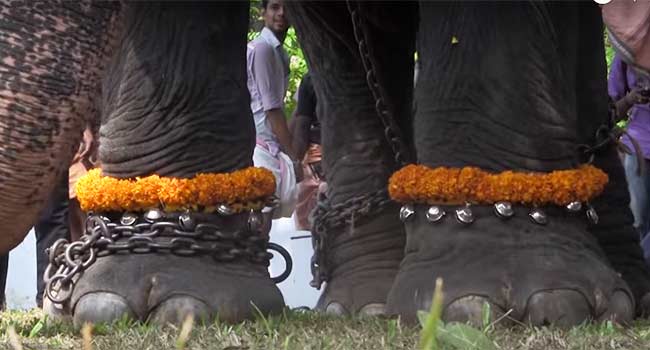 Festival Indiano elefanti