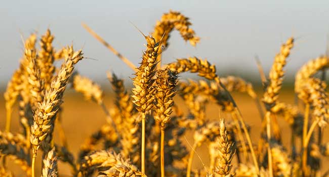 Cereali integrali fanno bene