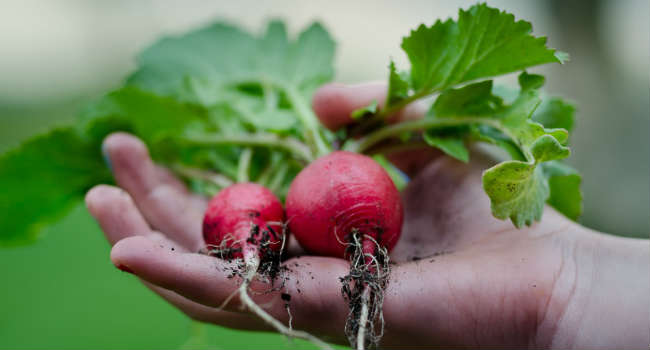 healthy-vegetables-restaurant-nature-large