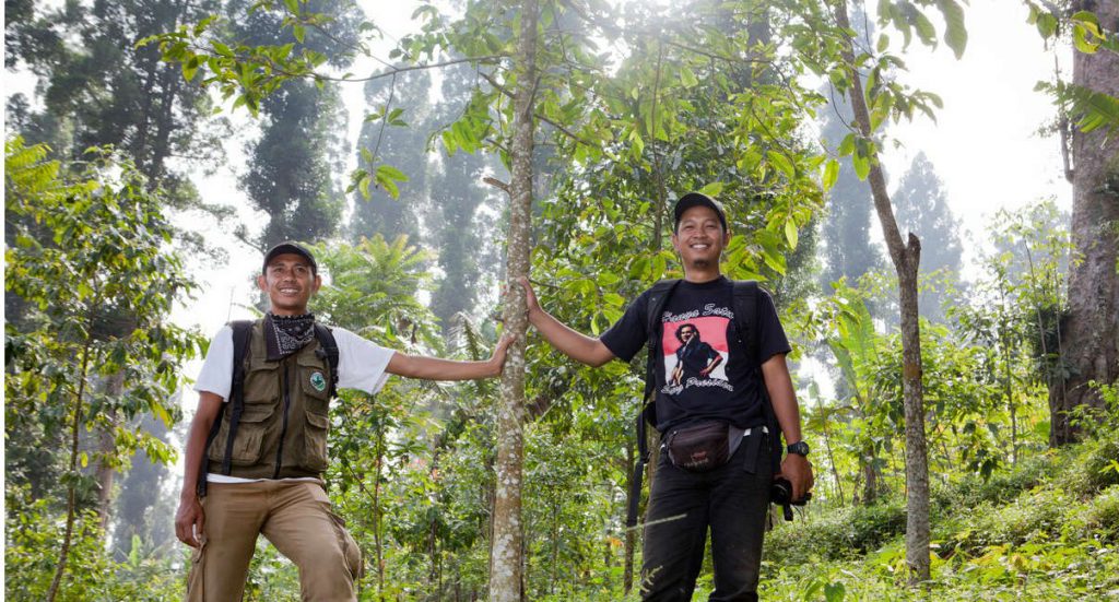 foreste indonesia deforestazione
